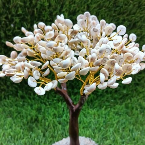 Cowrie Shell Tree
